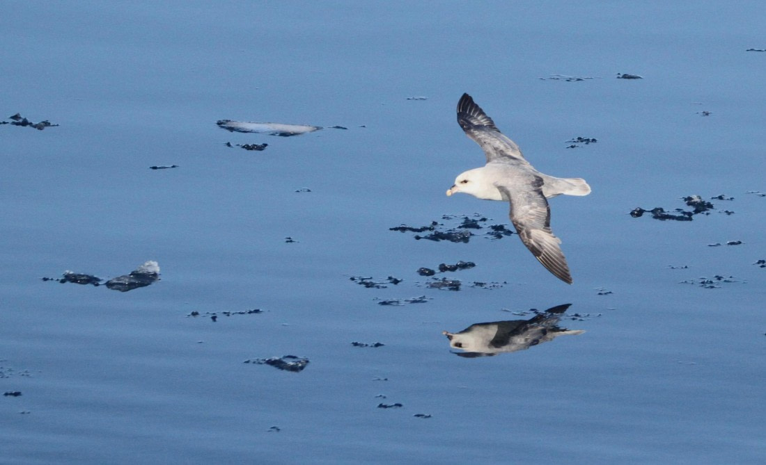 HDS04-25, Day 5, IMG_1104 © Unknown photographer - Oceanwide Expeditions.JPG