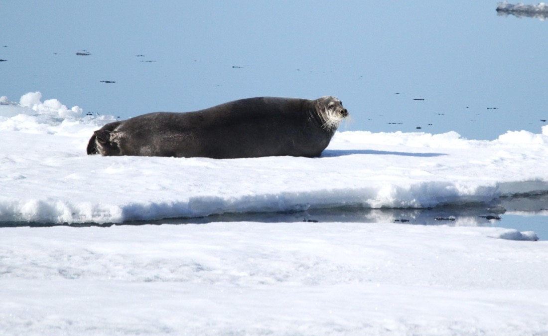 HDS04-25, Day 5, IMG_1118 © Unknown photographer - Oceanwide Expeditions.JPG