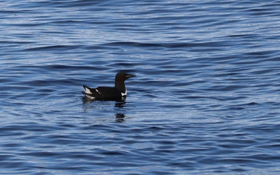 HDS04-25, Day 6, Bird © Unknown photographer - Oceanwide Expeditions.jpg