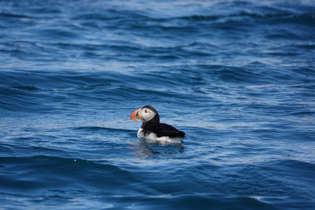 HDS04-25, Day 7, Puffin © Unknown photographer - Oceanwide Expeditions.jpg