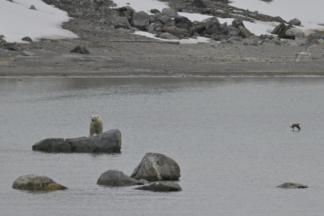 HDS04-25, Day 2, _DSC2949 © Philipp Konietzko - Oceanwide Expeditions.jpg