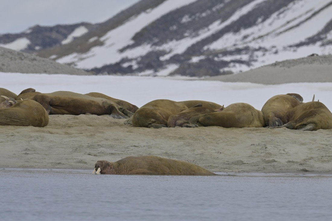 HDS04-25, Day 2, _DSC2919 © Philipp Konietzko - Oceanwide Expeditions.jpg