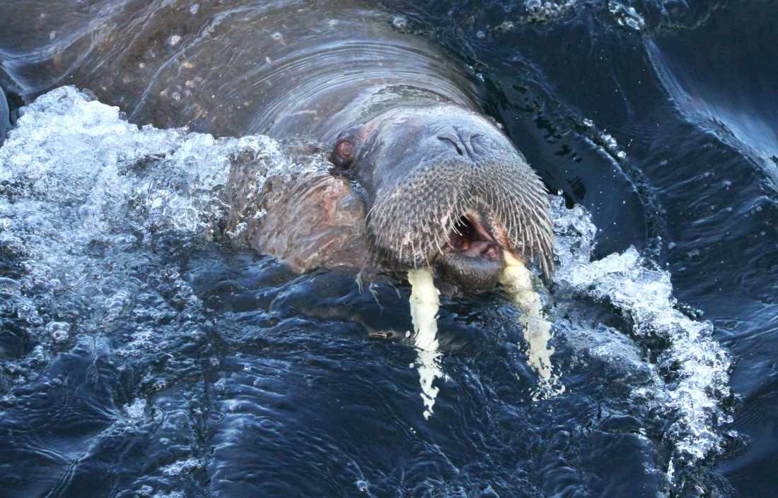 HDS04-25, Day 5, IMG_0226 © Unknown photographer - Oceanwide Expeditions.JPG