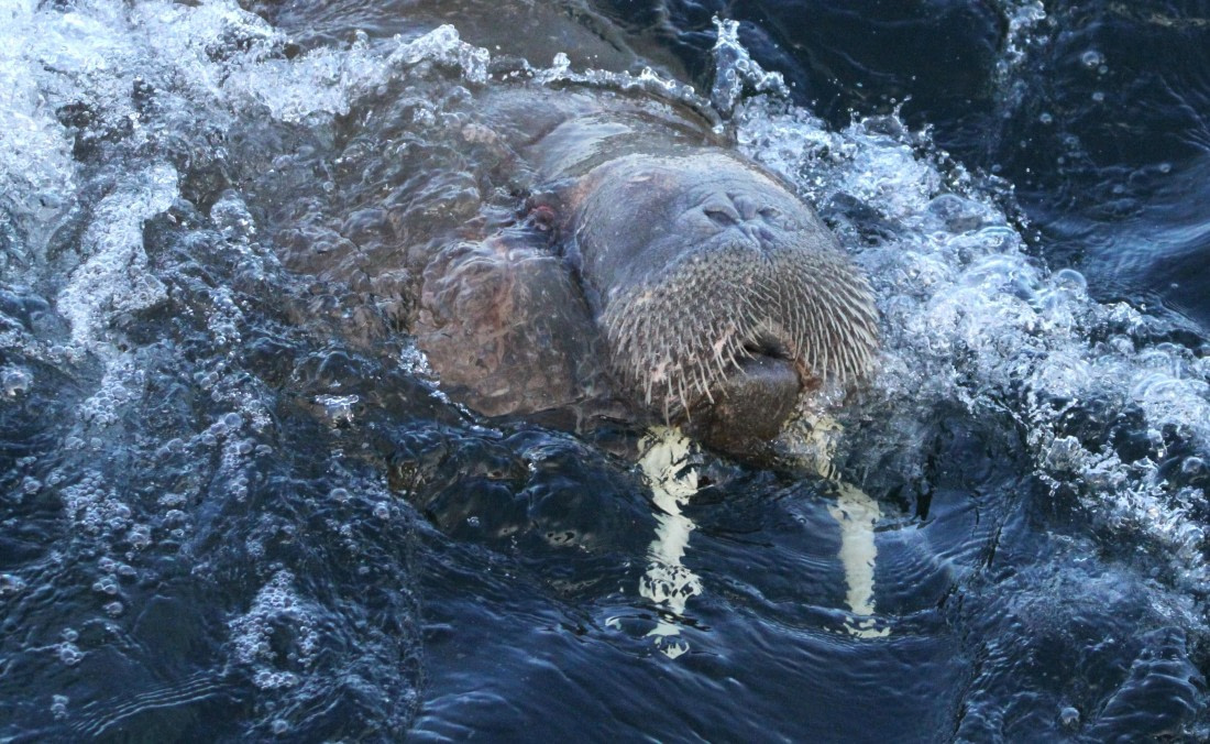 HDS04-25, Day 5, IMG_0228 © Unknown photographer - Oceanwide Expeditions.JPG