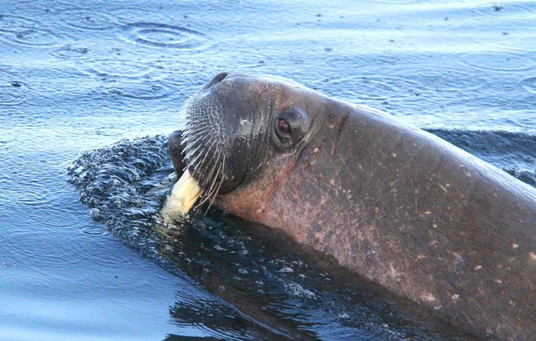 HDS04-25, Day 5, IMG_0251 © Unknown photographer - Oceanwide Expeditions.JPG