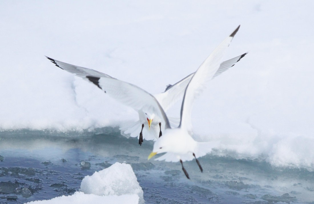 HDS04-25, Day 5, IMG_0278 © Unknown photographer - Oceanwide Expeditions.JPG