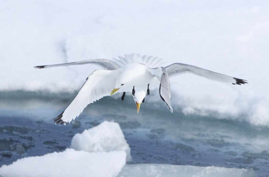 HDS04-25, Day 5, IMG_0279 © Unknown photographer - Oceanwide Expeditions.JPG