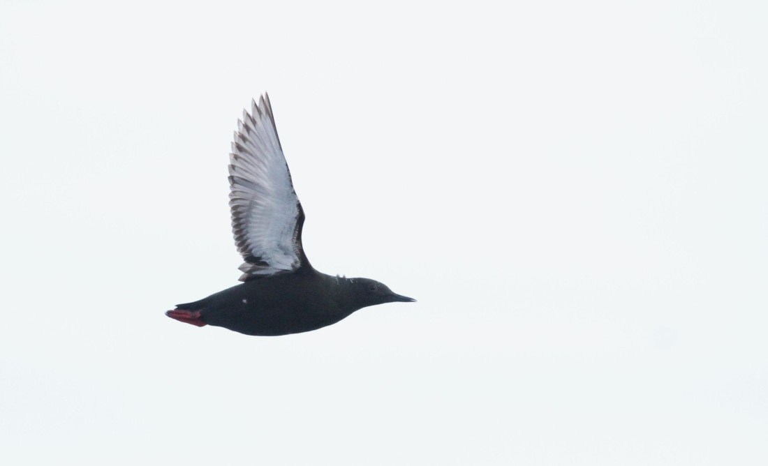 HDS04-25, Day 5, IMG_0378 © Unknown photographer - Oceanwide Expeditions.JPG