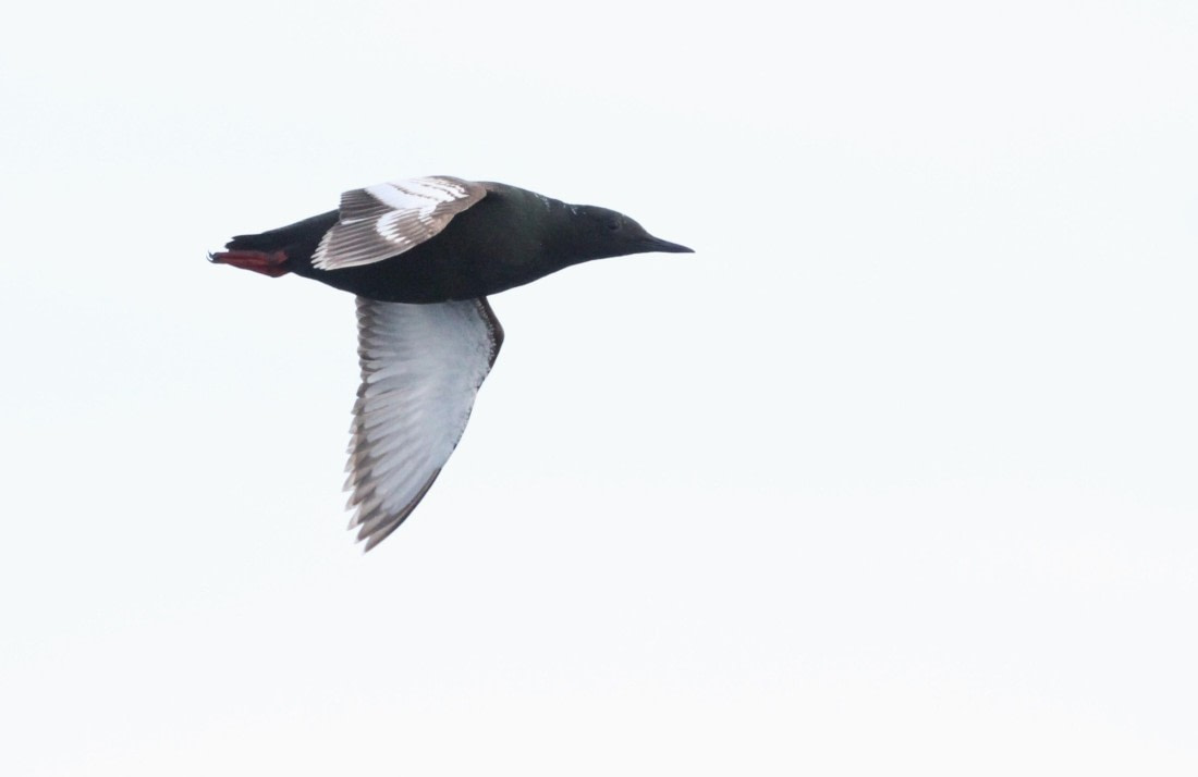 HDS04-25, Day 5, IMG_0380 © Unknown photographer - Oceanwide Expeditions.JPG
