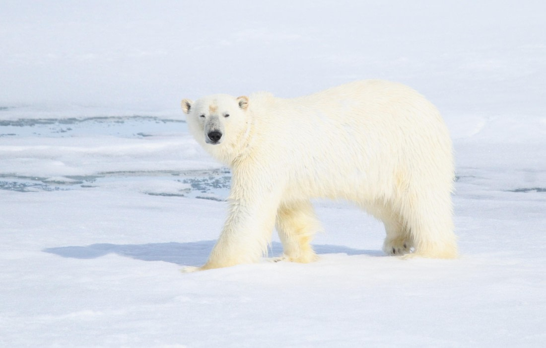 HDS04-25, Day 5, IMG_0501 © Unknown photographer - Oceanwide Expeditions.JPG