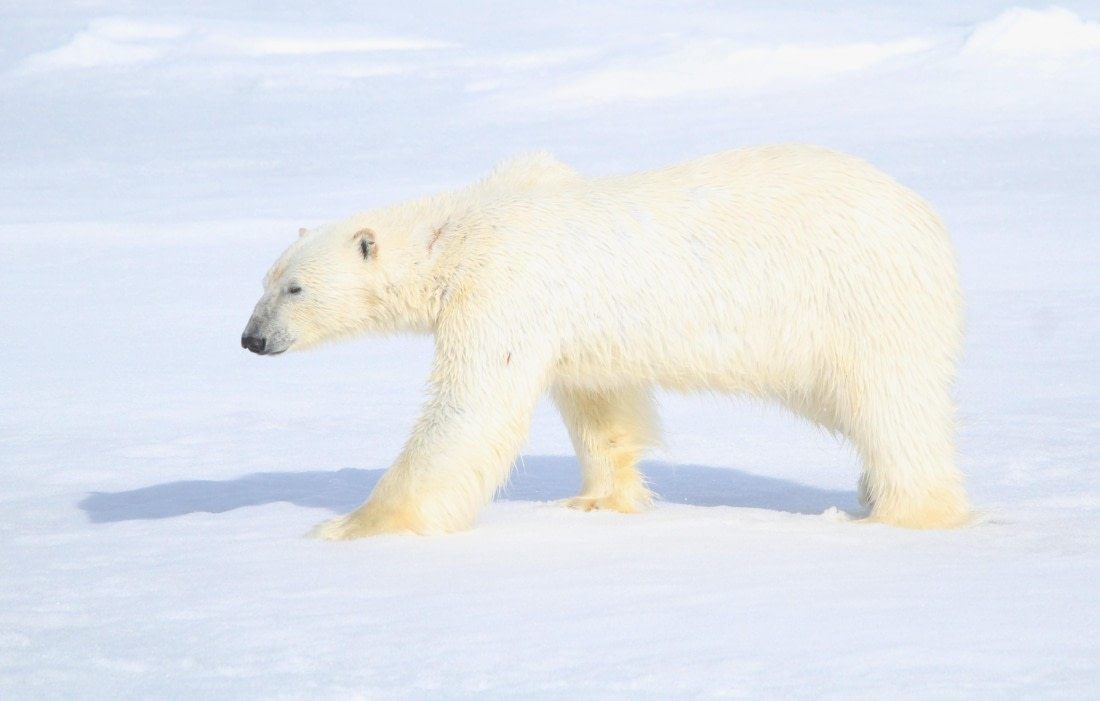 HDS04-25, Day 5, IMG_0515 © Unknown photographer - Oceanwide Expeditions.JPG