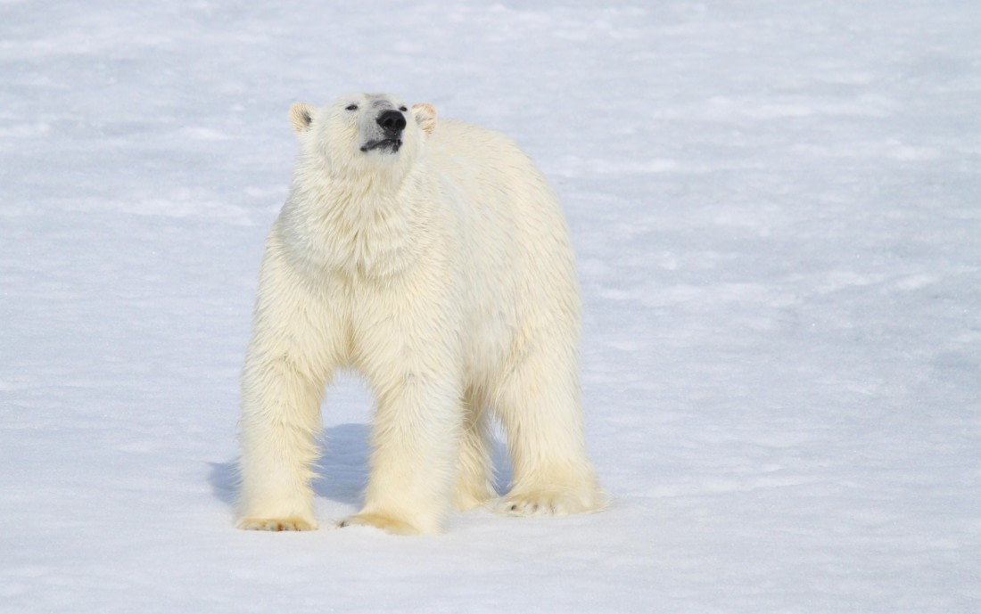HDS04-25, Day 5, IMG_0528 © Unknown photographer - Oceanwide Expeditions.JPG