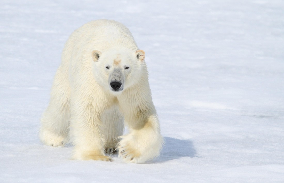 HDS04-25, Day 5, IMG_0616 © Unknown photographer - Oceanwide Expeditions.JPG