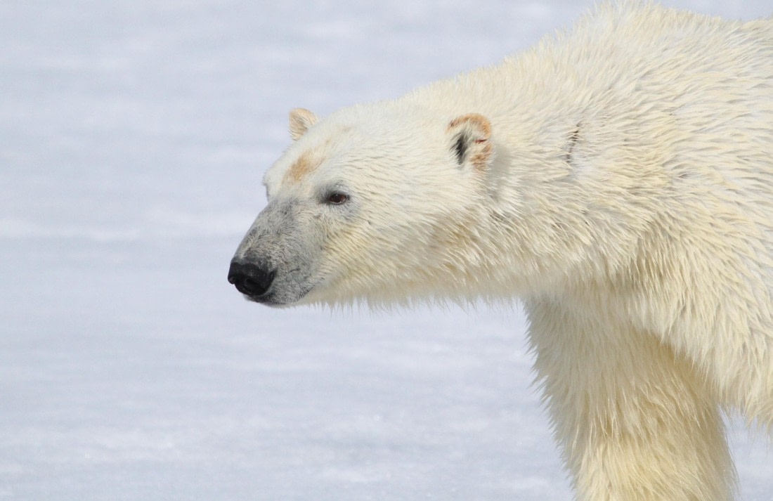 HDS04-25, Day 5, IMG_0624 © Unknown photographer - Oceanwide Expeditions.JPG