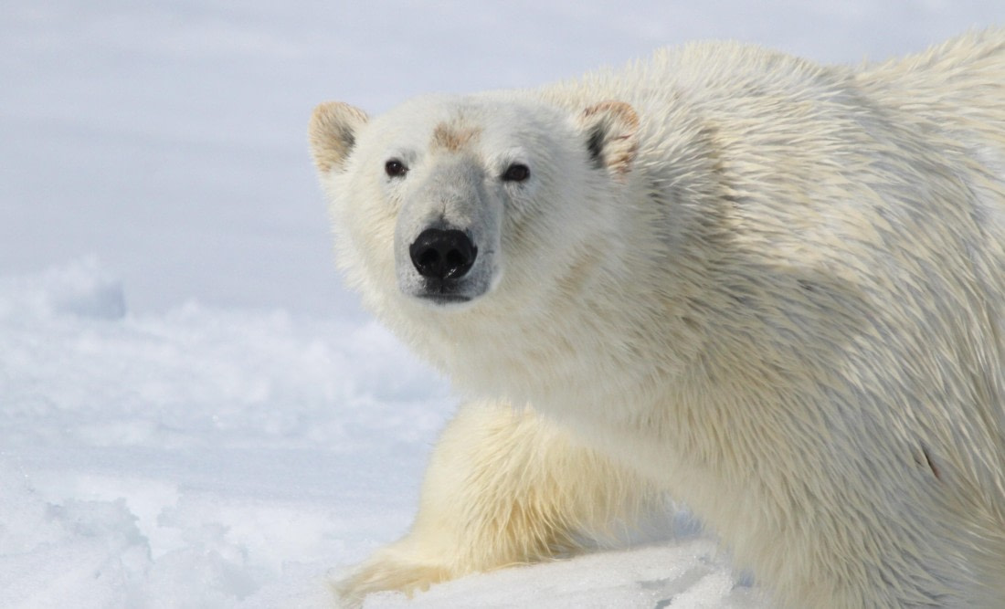 HDS04-25, Day 5, IMG_0723 © Unknown photographer - Oceanwide Expeditions.JPG