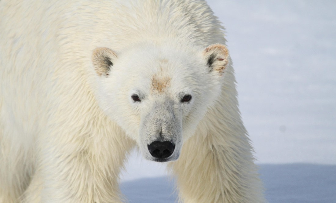 HDS04-25, Day 5, IMG_0749 © Unknown photographer - Oceanwide Expeditions.JPG