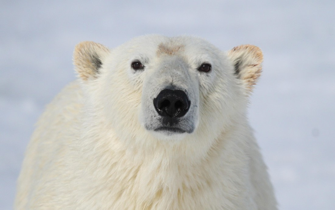 HDS04-25, Day 5, IMG_0757 © Unknown photographer - Oceanwide Expeditions.JPG