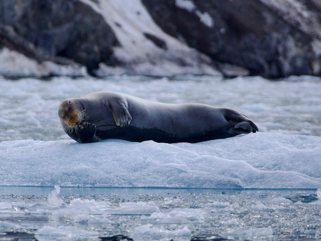 Bearded seal
