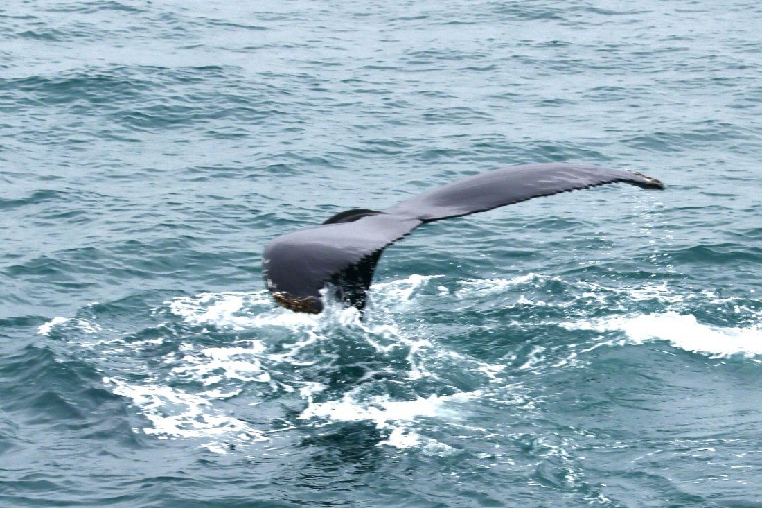 Humpback whale Hornsund juli 8 2025