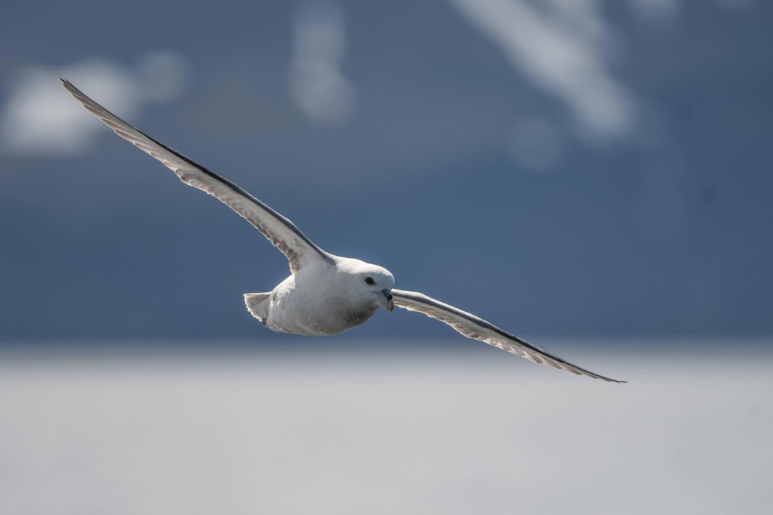Vlissingen - Longyearbyen (35) © Frank Maes - Oceanwide Expeditions.JPG