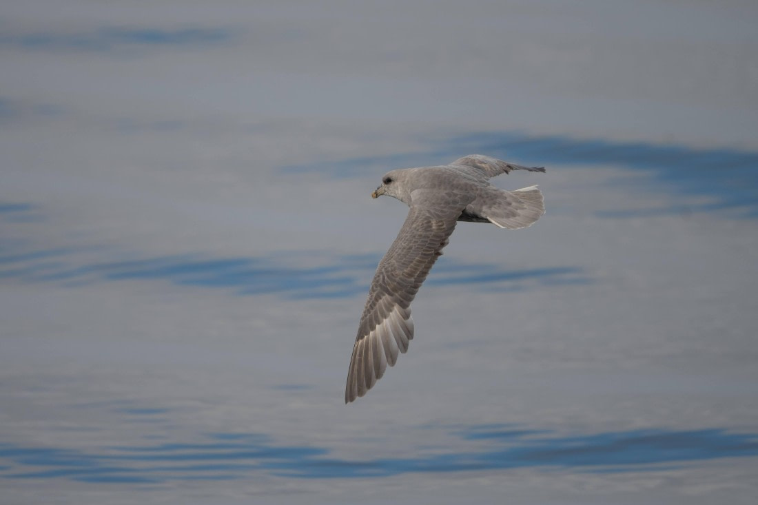 Vlissingen - Longyearbyen (37) © Frank Maes - Oceanwide Expeditions.JPG
