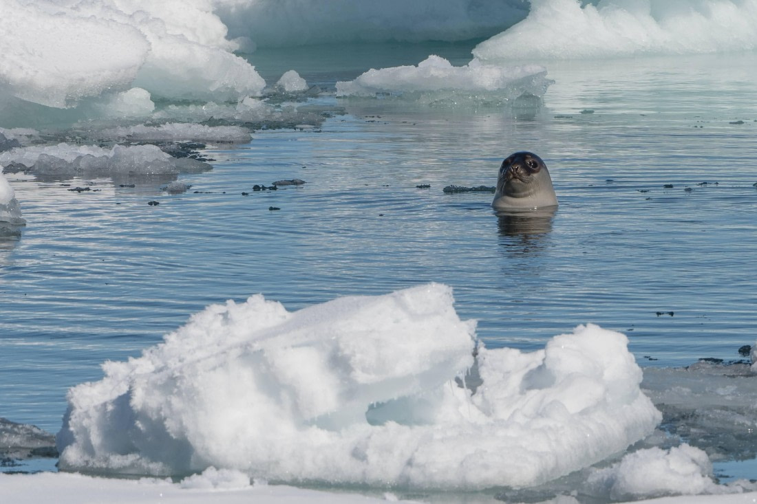 Vlissingen - Longyearbyen (51) © Frank Maes - Oceanwide Expeditions.JPG
