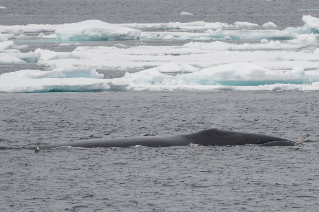 Vlissingen - Longyearbyen (55) © Frank Maes - Oceanwide Expeditions.JPG