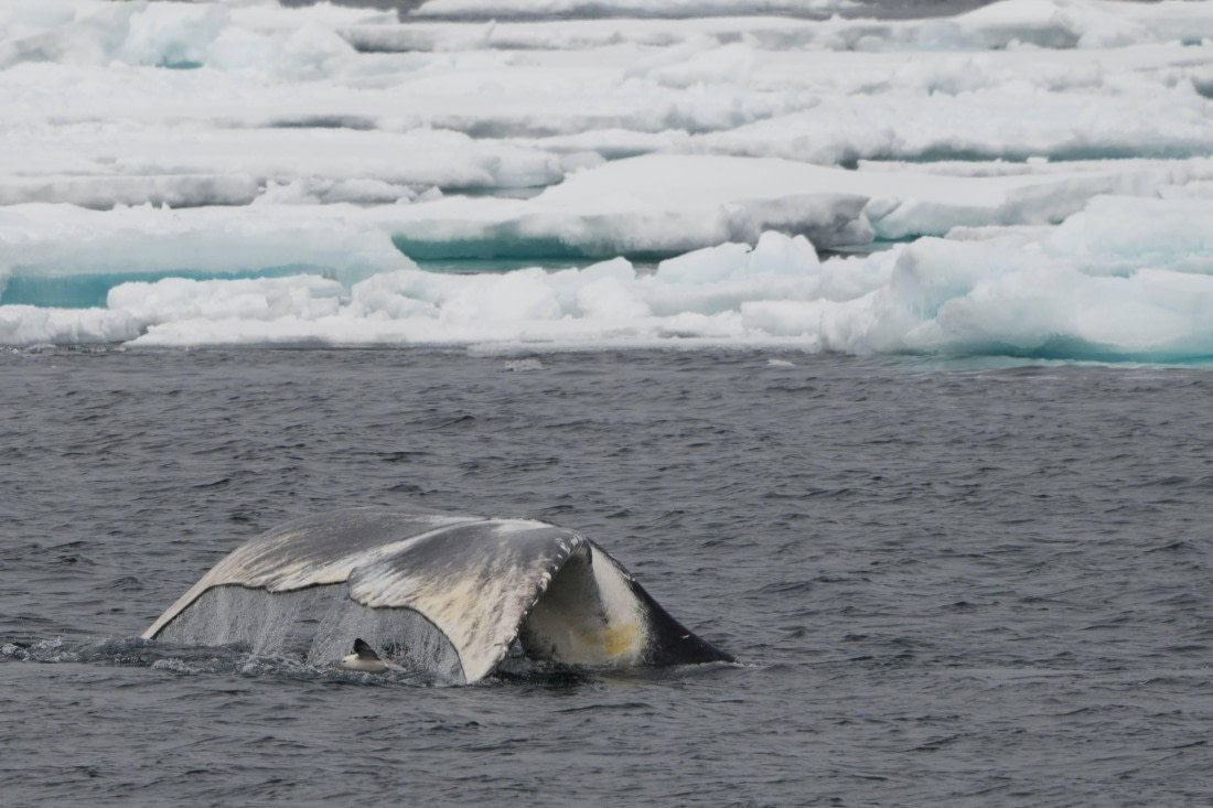 Vlissingen - Longyearbyen (56) © Frank Maes - Oceanwide Expeditions.JPG