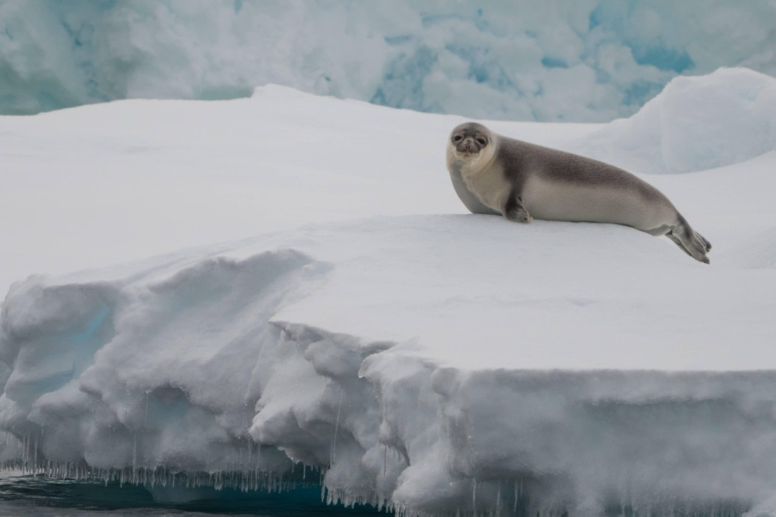 Vlissingen - Longyearbyen (62) © Frank Maes - Oceanwide Expeditions.JPG