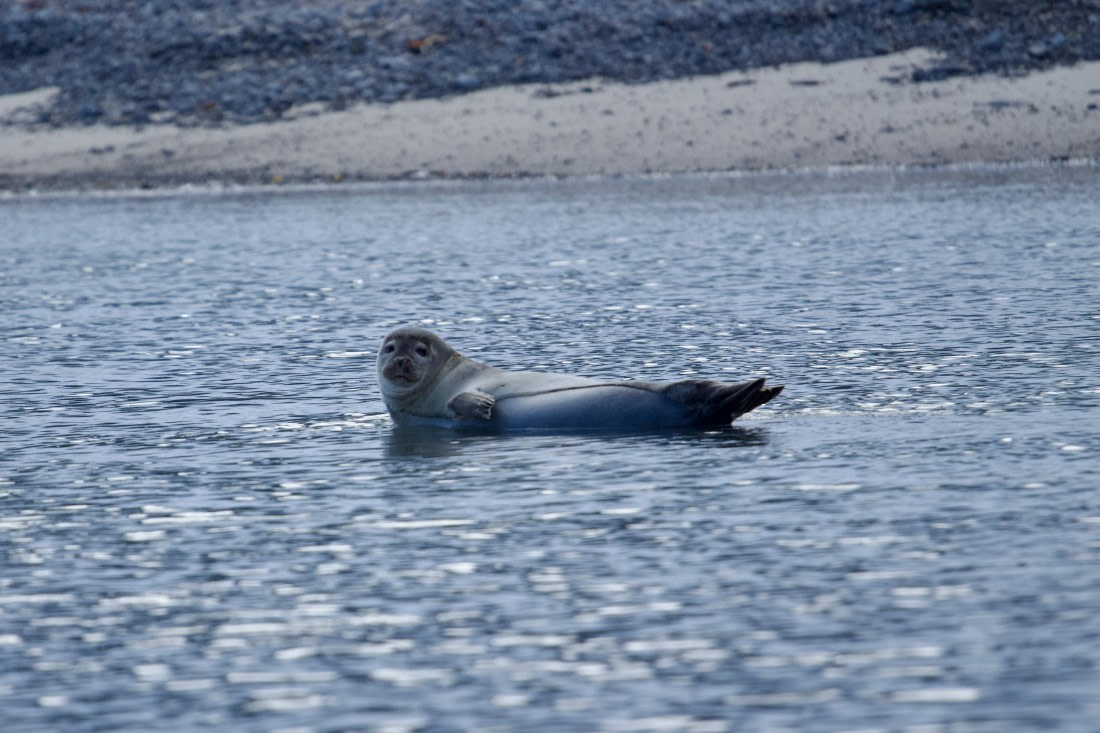 OTL05-25, Day 6, IMG_9615 © Unknown photographer - Oceanwide Expeditions.jpeg