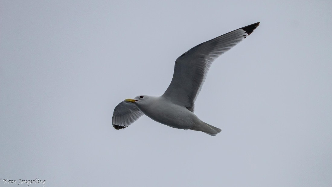 OTL05-25, Day 1, IMG_8930 © Koen Jongerling - Oceanwide Expeditions.jpg