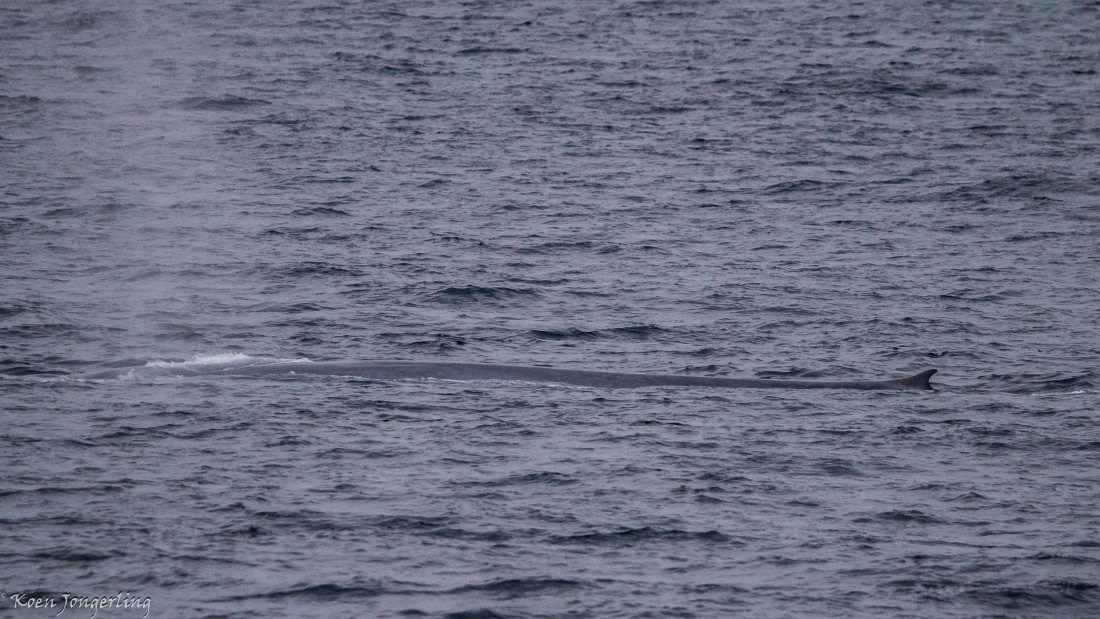 OTL05-25, Day 1, IMG_8943 © Koen Jongerling - Oceanwide Expeditions.jpg