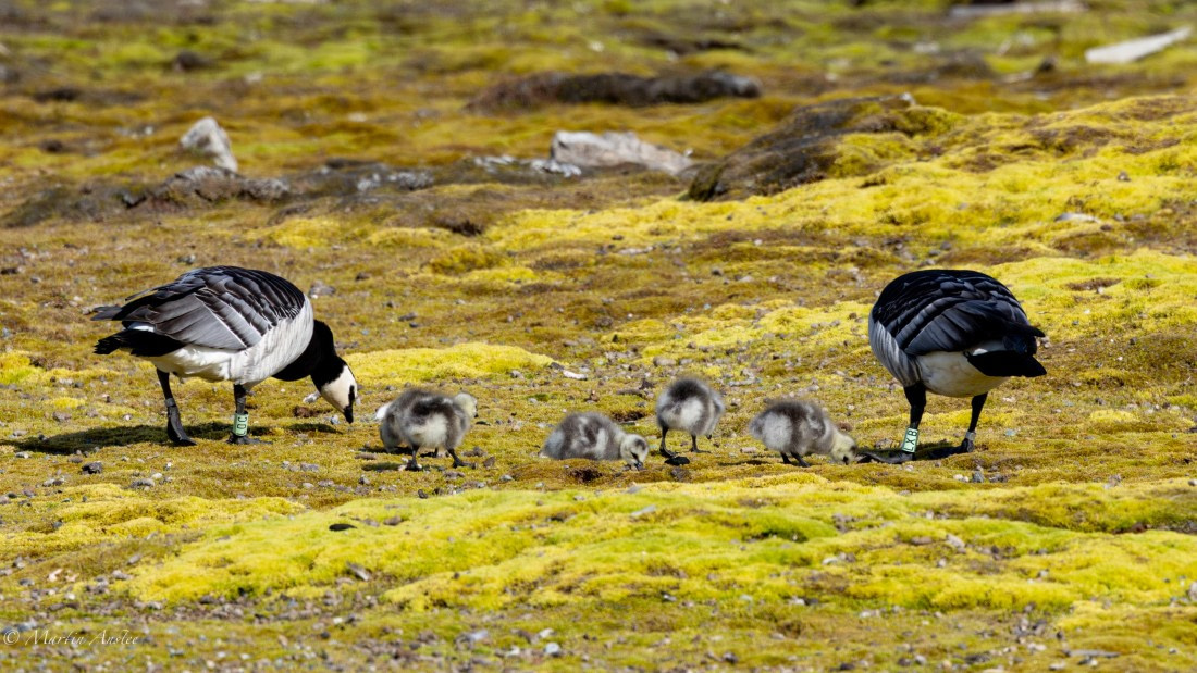 OTL05-25, Day 2, Barnacle family © Martin Anstee - Oceanwide Expeditions.jpg