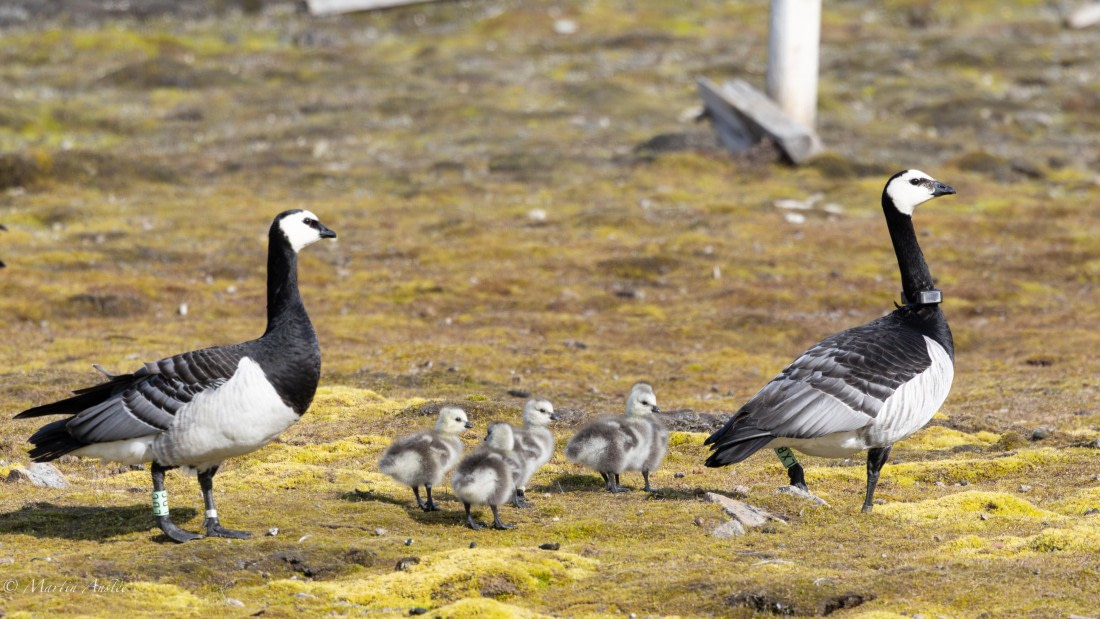 OTL05-25, Day 2, Barnies © Martin Anstee - Oceanwide Expeditions.jpg
