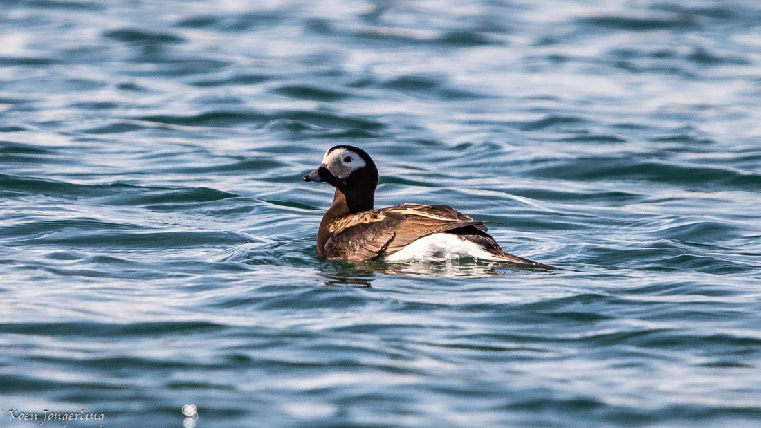 OTL05-25, Day 2, IMG_8948 © Koen Jongerling - Oceanwide Expeditions.jpg