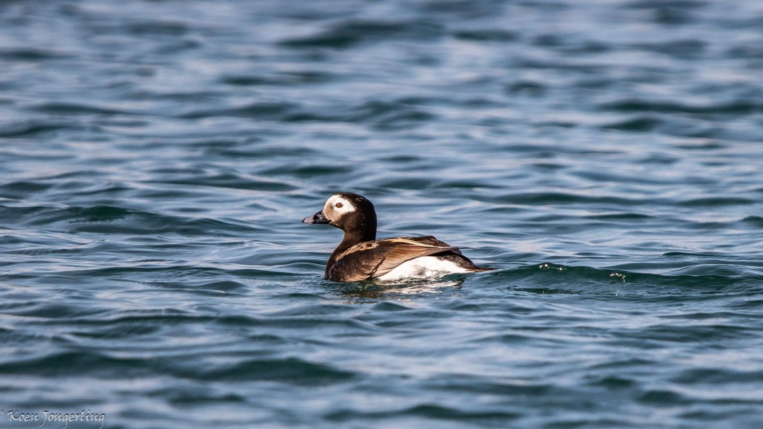 OTL05-25, Day 2, IMG_8952 © Koen Jongerling - Oceanwide Expeditions.jpg