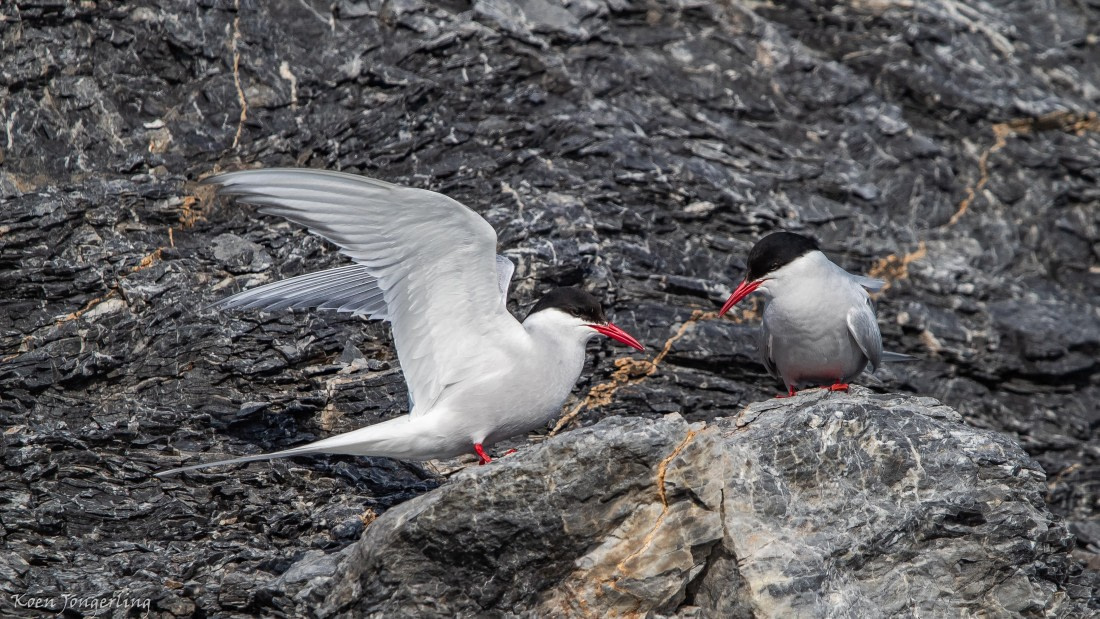 OTL05-25, Day 2, IMG_8961 © Koen Jongerling - Oceanwide Expeditions.jpg