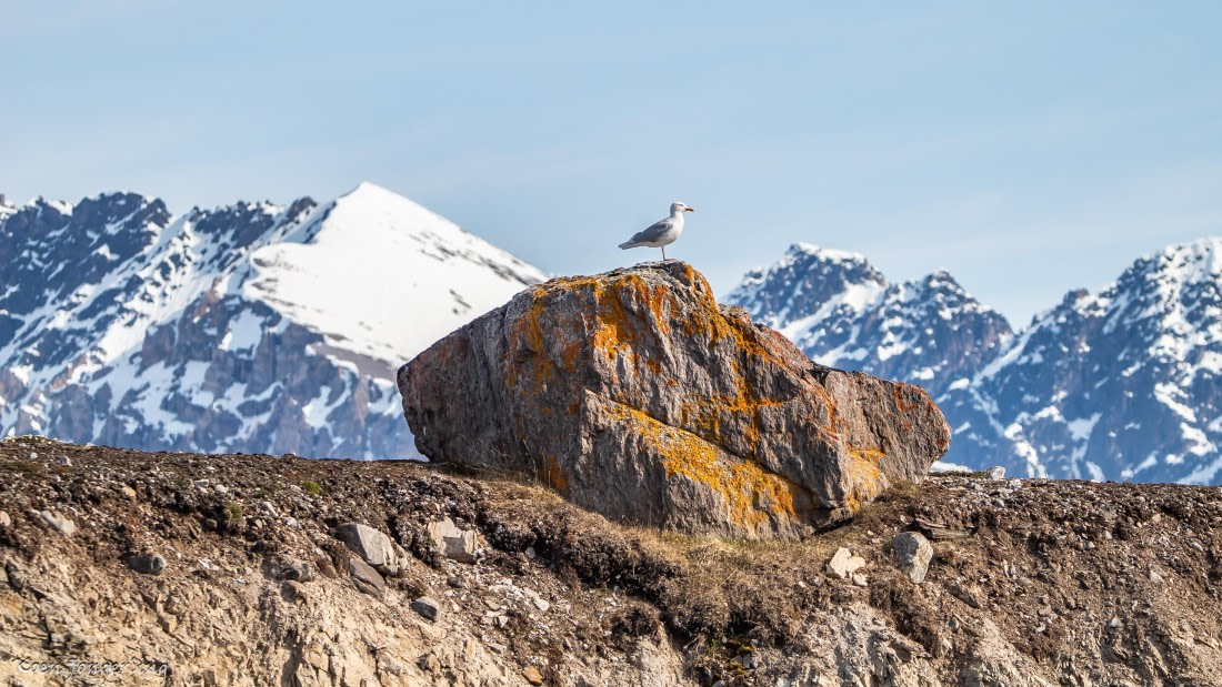 OTL05-25, Day 2, IMG_8973 © Koen Jongerling - Oceanwide Expeditions.jpg