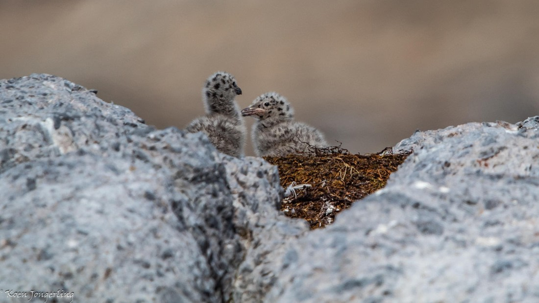 OTL05-25, Day 2, IMG_8991 © Koen Jongerling - Oceanwide Expeditions.jpg