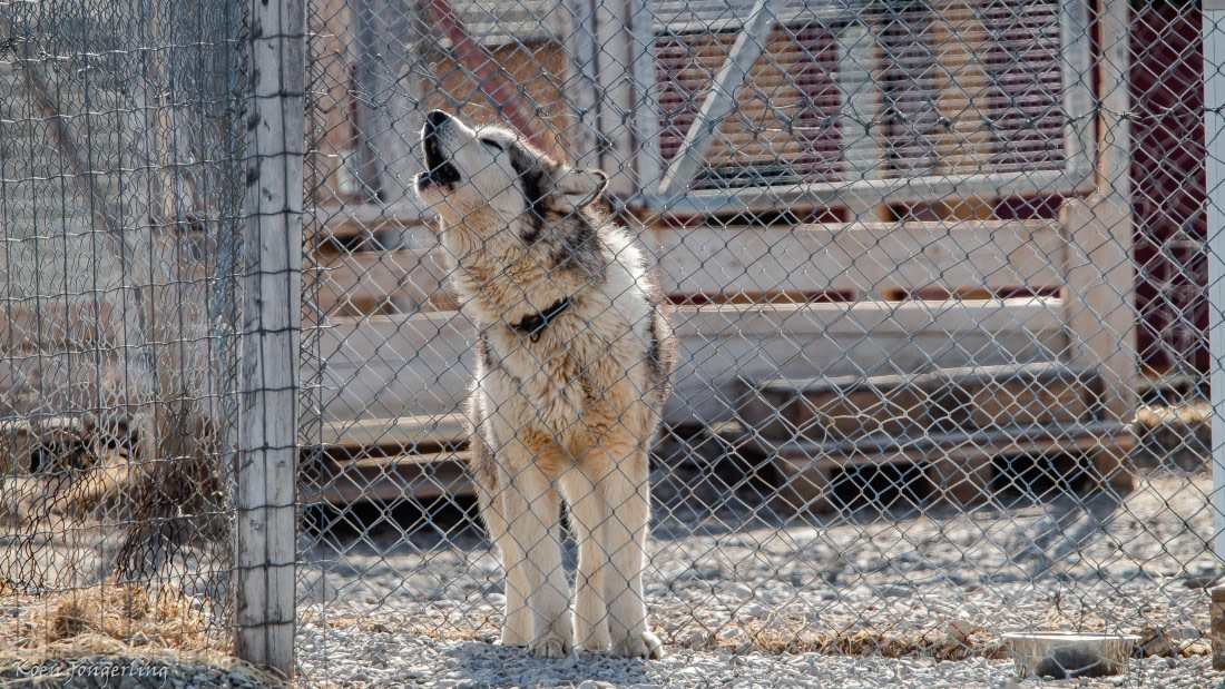 OTL05-25, Day 2, IMG_9005 © Koen Jongerling - Oceanwide Expeditions.jpg
