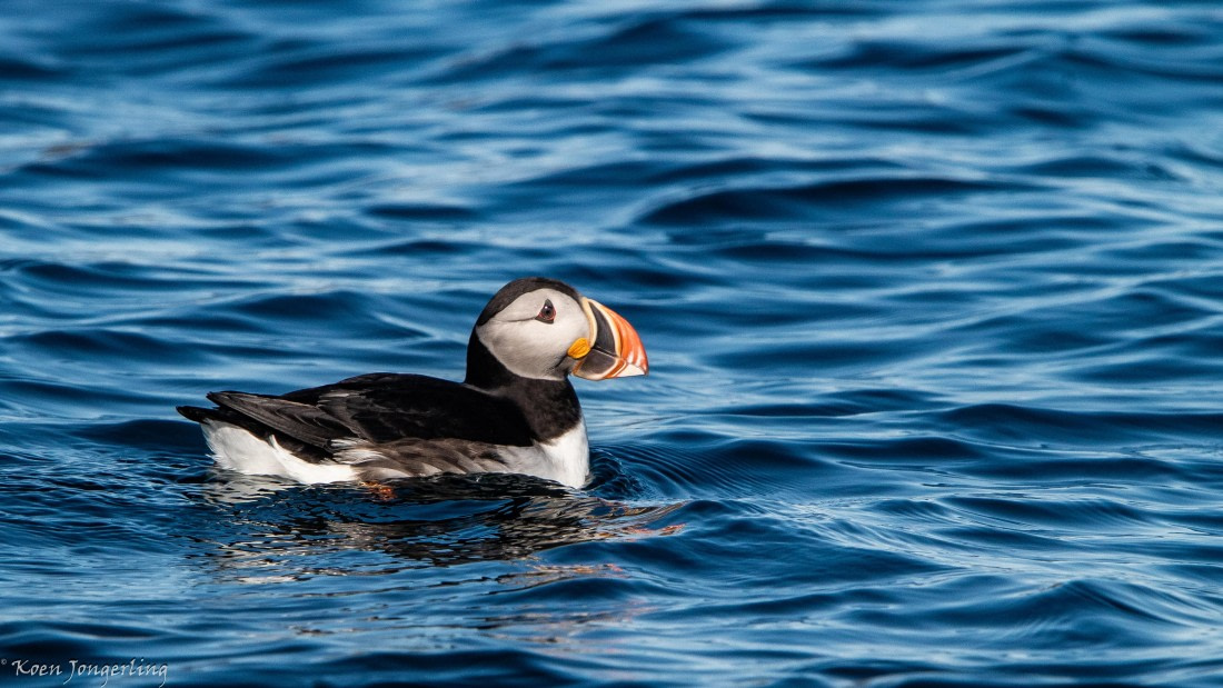 OTL05-25, Day 2, IMG_9055 © Koen Jongerling - Oceanwide Expeditions.jpg