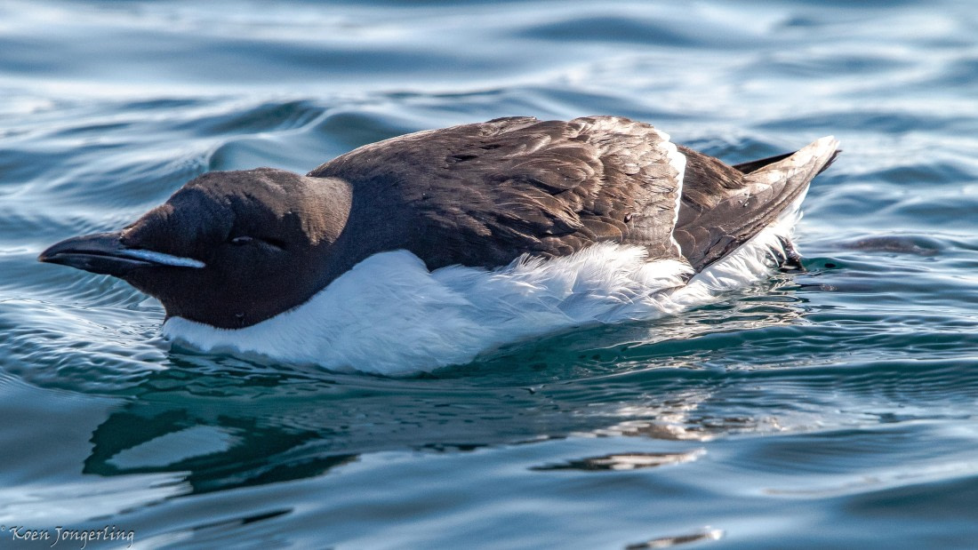 OTL05-25, Day 2, IMG_9063 © Koen Jongerling - Oceanwide Expeditions.jpg