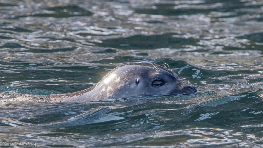 OTL05-25, Day 2, IMG_9088 © Koen Jongerling - Oceanwide Expeditions.jpg