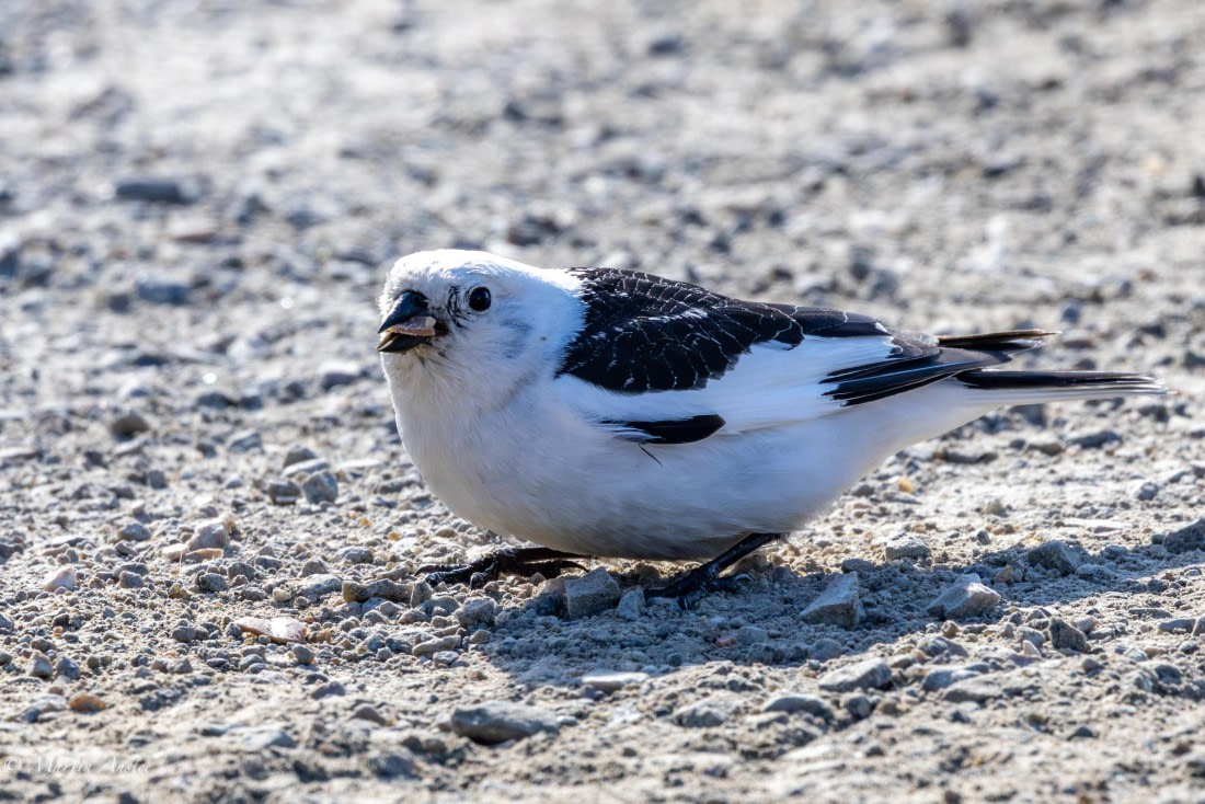 OTL05-25, Day 2, Snow bunt © Martin Anstee - Oceanwide Expeditions.jpg