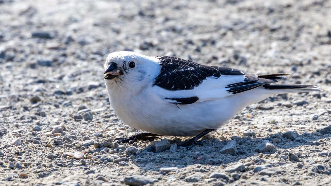 OTL05-25, Day 2, Snow bunt 2 © Martin Anstee - Oceanwide Expeditions.jpg