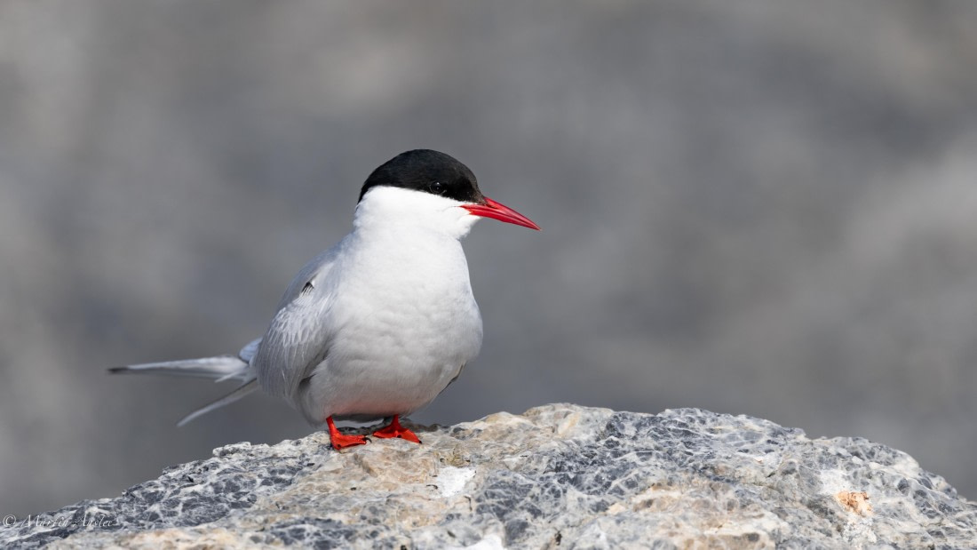 OTL05-25, Day 2, Tern (1) © Martin Anstee - Oceanwide Expeditions.jpg