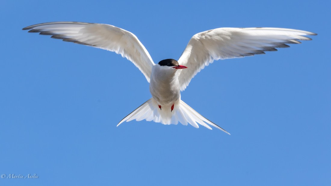 OTL05-25, Day 2, Tern (8) © Martin Anstee - Oceanwide Expeditions.jpg