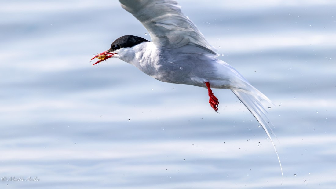 OTL05-25, Day 2, Tern (10) © Martin Anstee - Oceanwide Expeditions.jpg