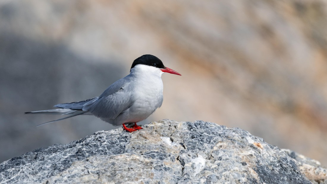 OTL05-25, Day 2, Tern (11) © Martin Anstee - Oceanwide Expeditions.jpg