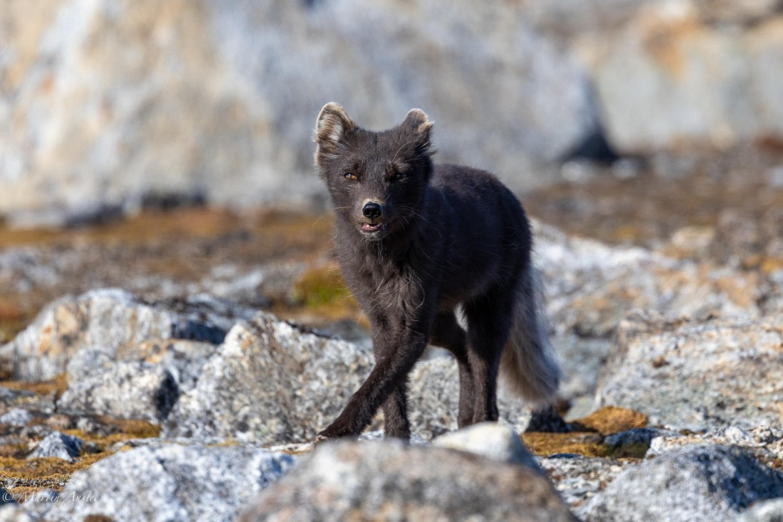 OTL05-25, Day 3, Fox (4) © Martin Anstee - Oceanwide Expeditions.jpg